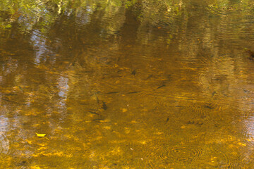Autumn Lake with Flowers and Wildlife