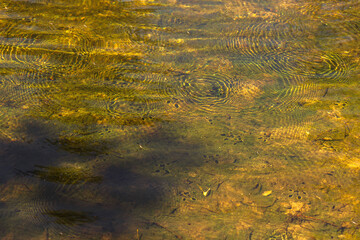 Autumn Lake with Flowers and Wildlife