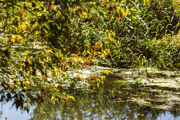 Autumn Lake with Flowers and Wildlife