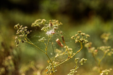Autumn Lake with Flowers and Wildlife