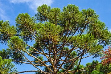 Araucaria refers to the genus of coniferous trees in the Araucariaceae family, including the famous...