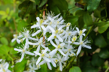 The pretty flowers of the clematis terniflora blooming in the fields and mountains in summer.