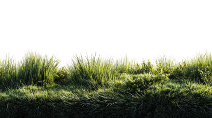 Green and Yellow Grass Texture on Black Background