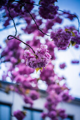 Kirschblüte in Bonn