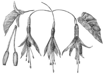 Delicate fuchsia flowers are illustrated with intricate details, highlighting their unique shape...