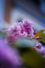 Kirschblüte in Bonn