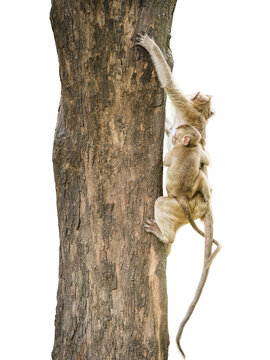 Back view Macaca or brown monkey, take refuge climbs behind tree and Hide, baby monkey clings to mother. Camouflaged with branches from danger. Isolated on white background, clipping path transparent.