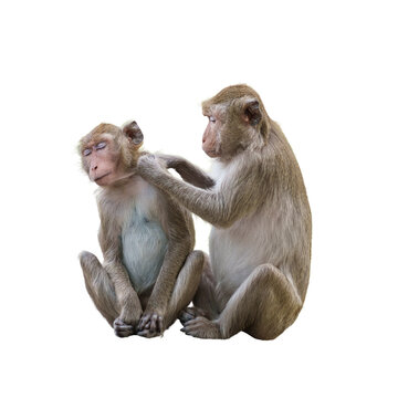 Couple monkeys or macaca take care of their lover closeup. It scratches head, cleans, looks warm, cute, enjoy, funny, in love and happy. Isolated on white background with clipping path, transparent