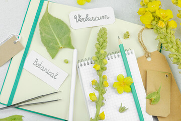 Botanical flat lay with Verbascum flower, leaves, and sketchbook on light background