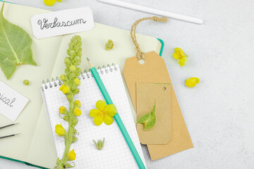 Botanical flat lay with Verbascum flower, leaves, and sketchbook on light background