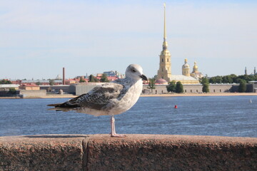 a portrait of a seagull against the backdrop of the Peter and Paul Fortress in St. Petersburg