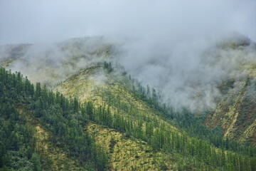 Fog on the hills of Yakutia.