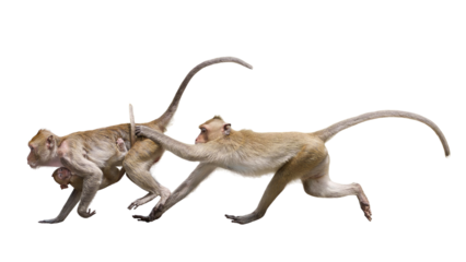 Portrait side view Macaca, Brown baby monkey and mother monkey, its looking and moving forward run away from the chasing male monkey. Isolated on white background with clipping path and transparent.