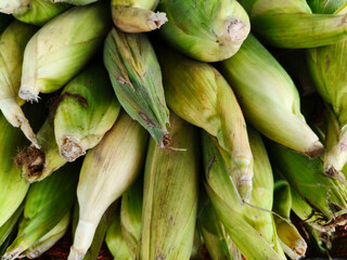 Close u shot of pile of covered sweet corn open sell in Indian market.