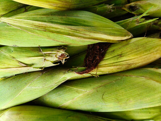 Close u shot of pile of covered sweet corn open sell in Indian market.