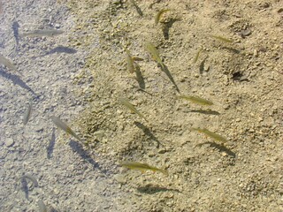 Fishes of Plitvice Lakes National Park in Croatia