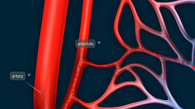  Blood flowing inside artery,vein and capillaries