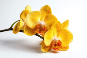 yellow orchid isolated on white