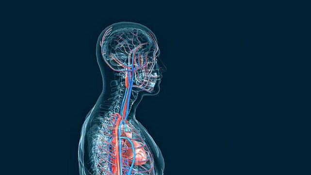 Human body circulatory system.