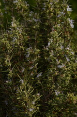 close up of a pine needles