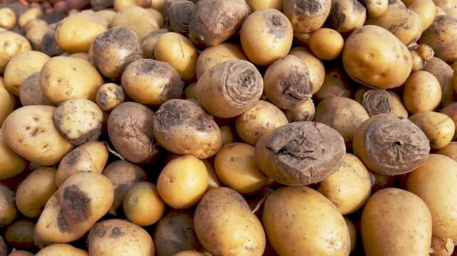 Damaged, spoiled potatoes, unhealthy vegetables. Sick, disease, late blight. Rotten harvest. Crop failure. Tuber affected by bacterial decay. Helminthosporium solani.
