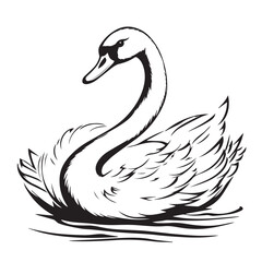 black swan vector