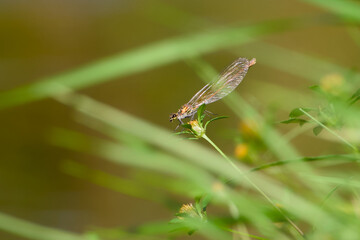 Close-up of a female banded demoiselle resting on a flower among grass