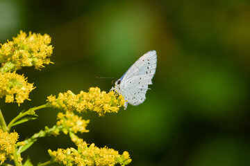 Close-up of a female holly blue butterfly (Celastrina argiolus) perching on a goldenrods blossom	