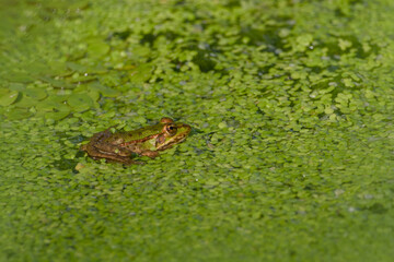 Close-up of an edible frog (Pelophylax) sitting among the weasels in its natural habitat