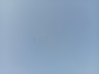birds in the sky