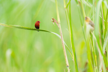 Red Avadavat  (Amandava amandava) bird watching in the forest