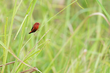 Red Avadavat  (Amandava amandava) bird watching in the forest