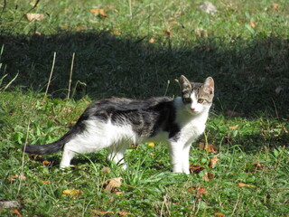 Stray cat in Croatia