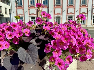 Pink petunias in a pot on the background of the urban landscape in summer. High quality photo