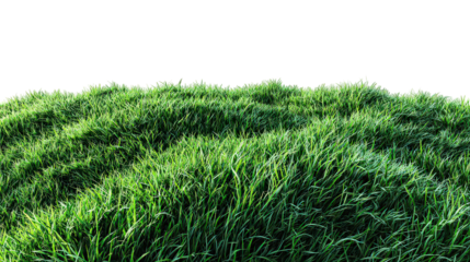 Lush Green Grass Field Isolated on Black Background