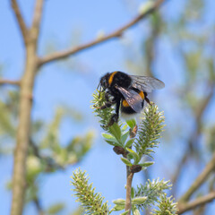 closeup of bumblebee collecting nectar from blossomed willow catkin in sunny spring day against blue sky background

