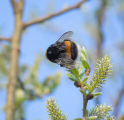 closeup of bumblebee collecting nectar from blossomed willow catkin in sunny spring day against blue sky background
