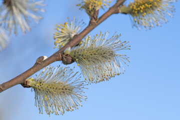 branches of a blossomed willow with yellow willow catkins against blue sky background