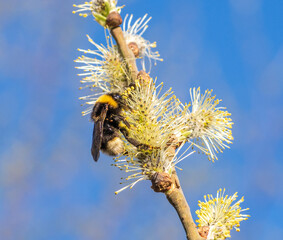 closeup of bumblebee collecting nectar from blossomed willow catkin in sunny spring day against blue sky background
