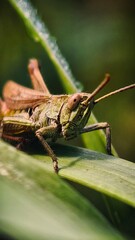 grasshopper on a leaf
