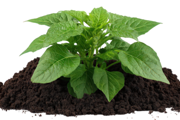 Vibrant Green Plant Sprout Emerging from Dark Soil