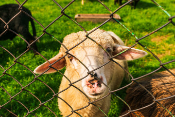 Friendly farm sheep peering through chain-link mesh against bright green grass. Petting farm, animal welfare, education and rural tourism illustration.