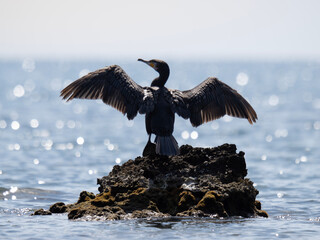 kormoran suszący pióra © Lukasz