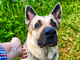 Obraz premium Close-up of a German Shepherd looking attentively towards a hand in a green outdoor setting during daytime