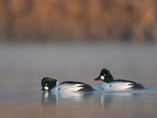 gągoły na jeziorze