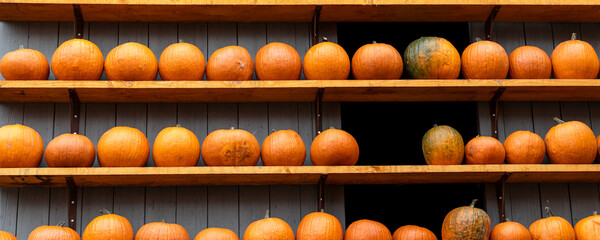 Row of many ripe orange white pumpkins decor wooden shelf barn wall farm yard barn fall harvest fest market. Halloween thanksgiving celebration symbol plant. Country rustic squash autumn background