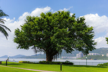A lush banyan tree stands in a vibrant park near a serene waterfront, with green lawns, a pathway, and distant cityscape with hills under a blue sky with clouds.