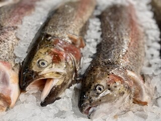 Experience the delight of Fresh Trout displayed on Ice in our Premium Seafood Display today. Highquality trout elegantly displayed on ice, ideal for various culinary projects and seafood marketing