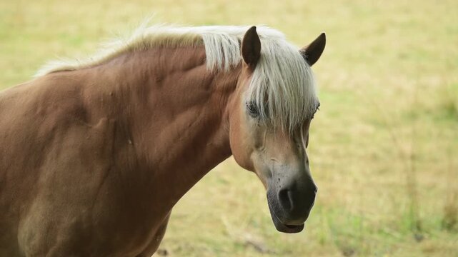 Brown Haflinger horse with white mane standing in a meadow on a pasture in the rural countryside in Germany, Europe