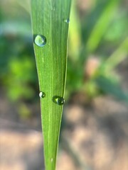 Dew drops on green grass leaf macro close-up